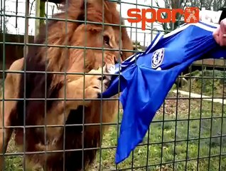 Tık rekoru kırdı | Chelsea formasını parçalayan aslan!