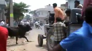 LIVE VIDEO OF BULL HANGED IN INDIA - OIPA INDIA