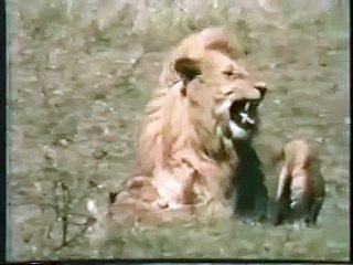 Lion killing cubs