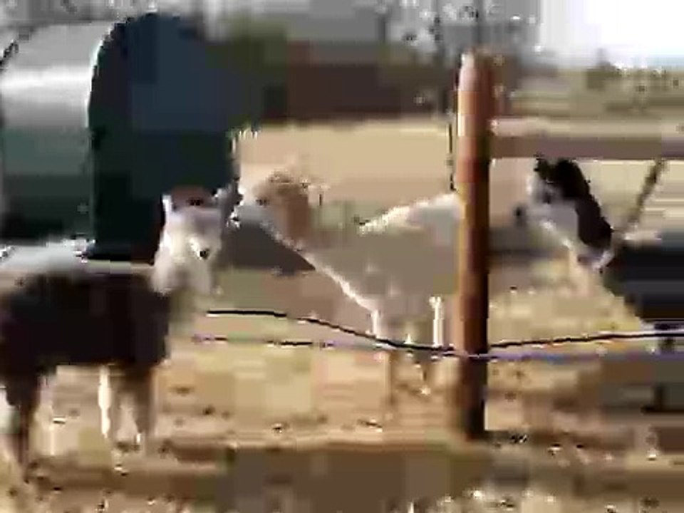 Curious Alpacas
