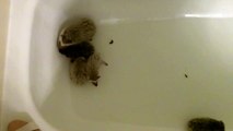 4 Baby Hedgehogs Have their First Bath with Mom