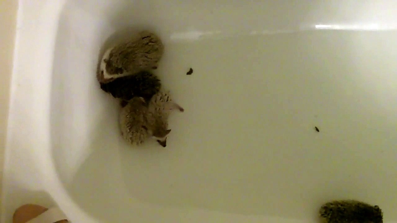 4 Baby Hedgehogs Have their First Bath with Mom