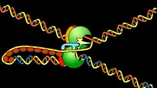 Replicación del ADN en la cadena rezagada
