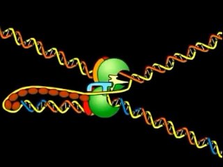 Replicación del ADN en la cadena rezagada