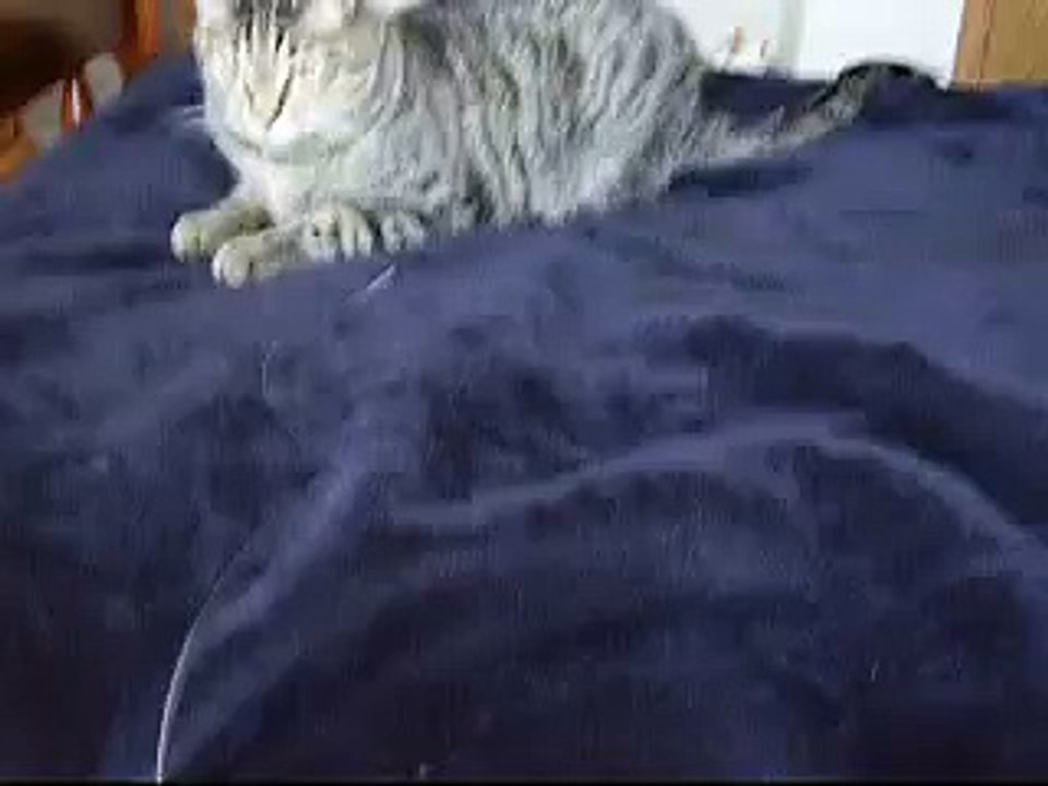 cat fall