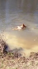 German Shepherd swimming on river