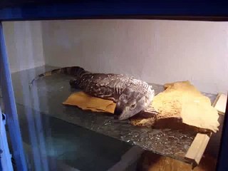 Black throat monitor lizard