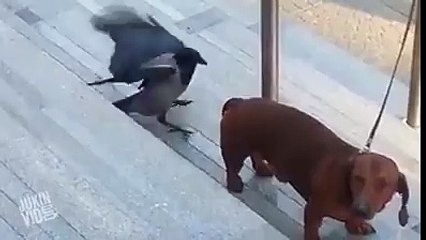 kawey ny kuty ki nak mein dam kr diya