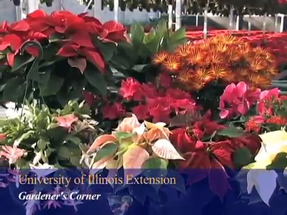 Azaleas - A Popular Holiday Plant