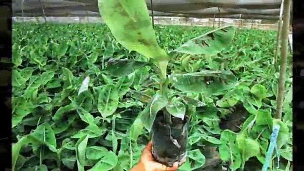 HUELGA  BANANERA 1954 HONDURAS