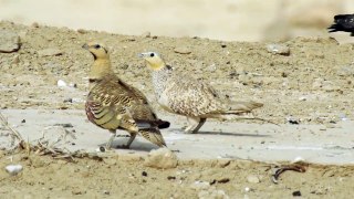 SPOTTED SANDGROUSE 1