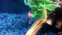 Red Cherry Shrimp! Aqua nano 22l