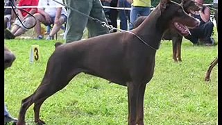 Dobermann di campovalano