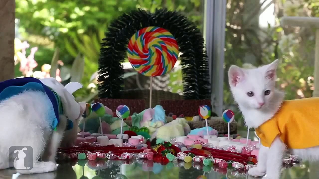 Adventure Time Cute Kitten Edition