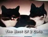 THE BEST OF the two talking cats