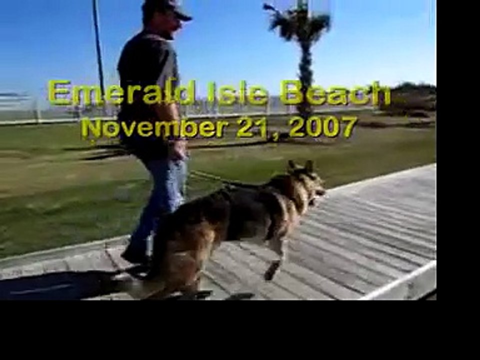 Three Legged Dog Jerry Digs the North Carolina Beach