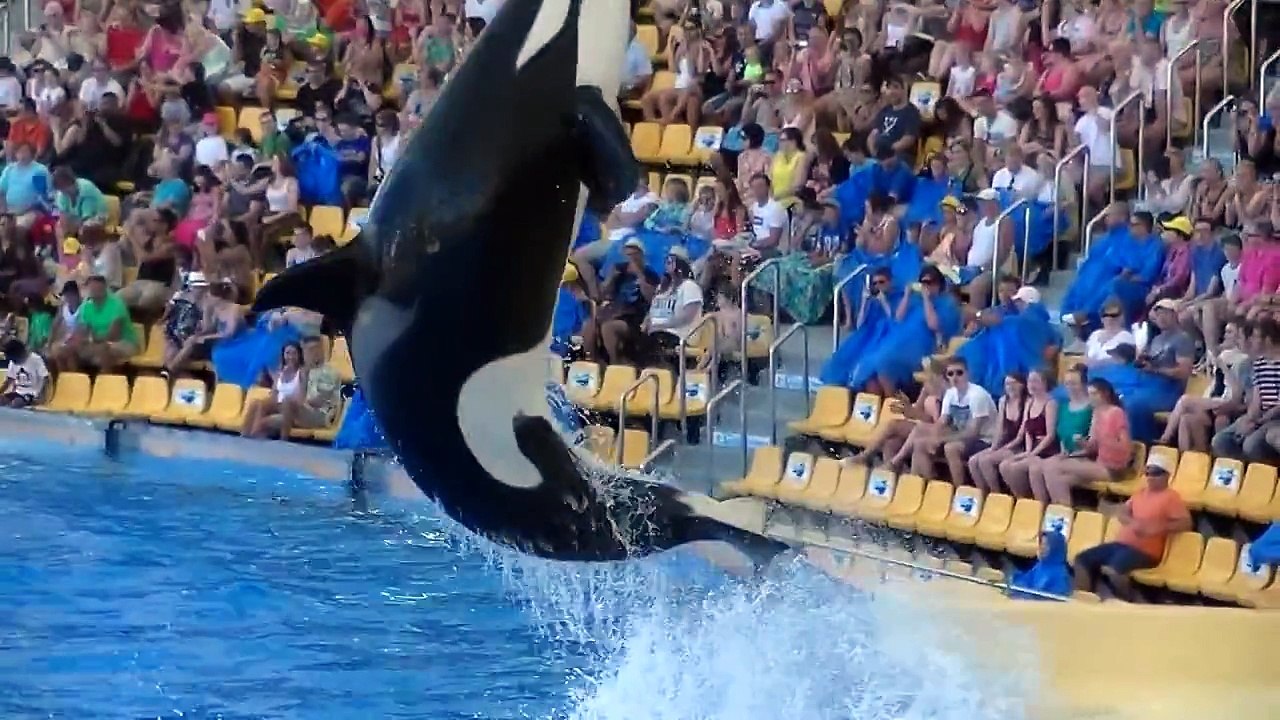 Orca Ocean Junio-Julio 2014 -  intergalactic audio network