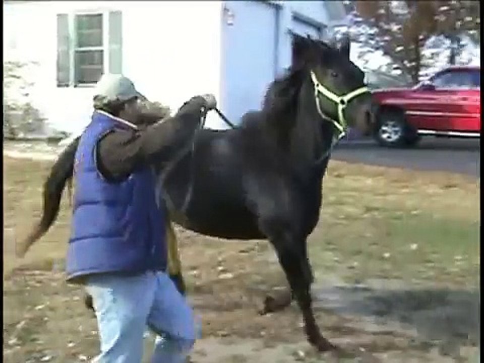 Super Fast Speed Racking Standardbred Mare Tootsie Nell