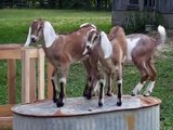 Goat kids playing King of the Mountain