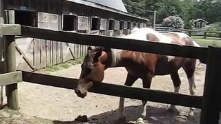 abandoned horse in Massachusetts... FOUND a home THANK YOU for sharing vid by Twombly Publishing