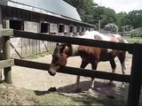abandoned horse in Massachusetts... FOUND a home THANK YOU for sharing vid by Twombly Publishing
