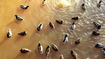 Утиный танец