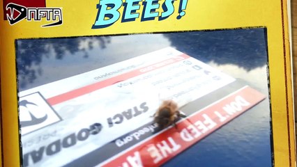 Copy of Save D Bees - Don't Feed the Animals