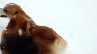 Corgis Have Fun In Snow
