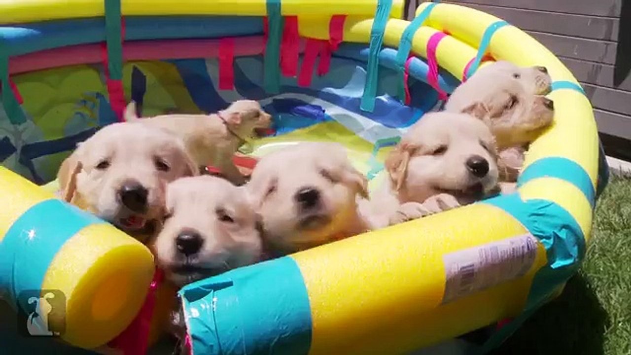 So Many Golden Retriever Puppies