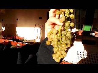 Chablis premier cru Côte de Léchet : une première aux Hospices de Beaune.