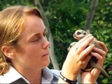 Meerkat Pups make an Appearance at Taronga Zoo