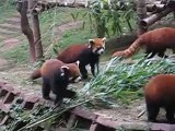 Lesser Red Pandas in Chengdu, Sichuan China