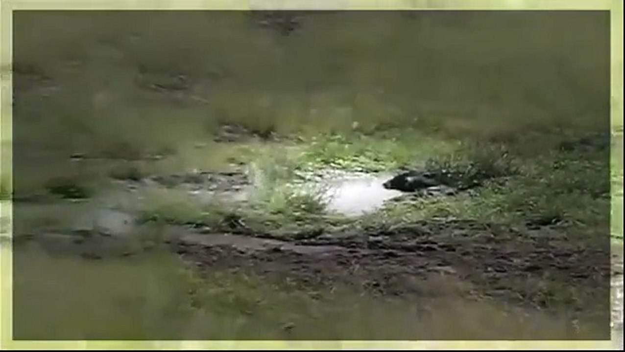 Documental de Leones - Leones Asesinos - Leones vs Búfalos vs Elefantes vs Hienas. Full