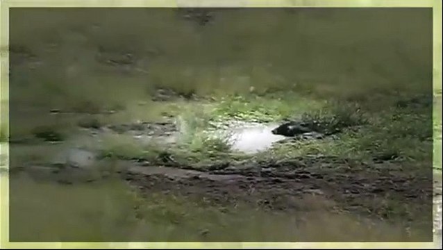 Documental de Leones - Leones Asesinos - Leones vs Búfalos vs Elefantes vs Hienas. Full