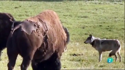 El auge del lobo negro, Documental