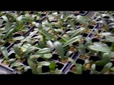 Cultivo de Orquídeas Phalaenopsis