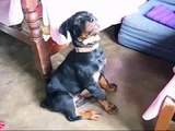 Rottweiler de 3 meses Bronco