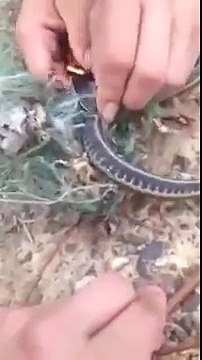 Trapped Snake Thanks It's Rescuers With A Surprise!