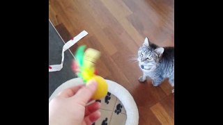 Starbuck Plays Fetch