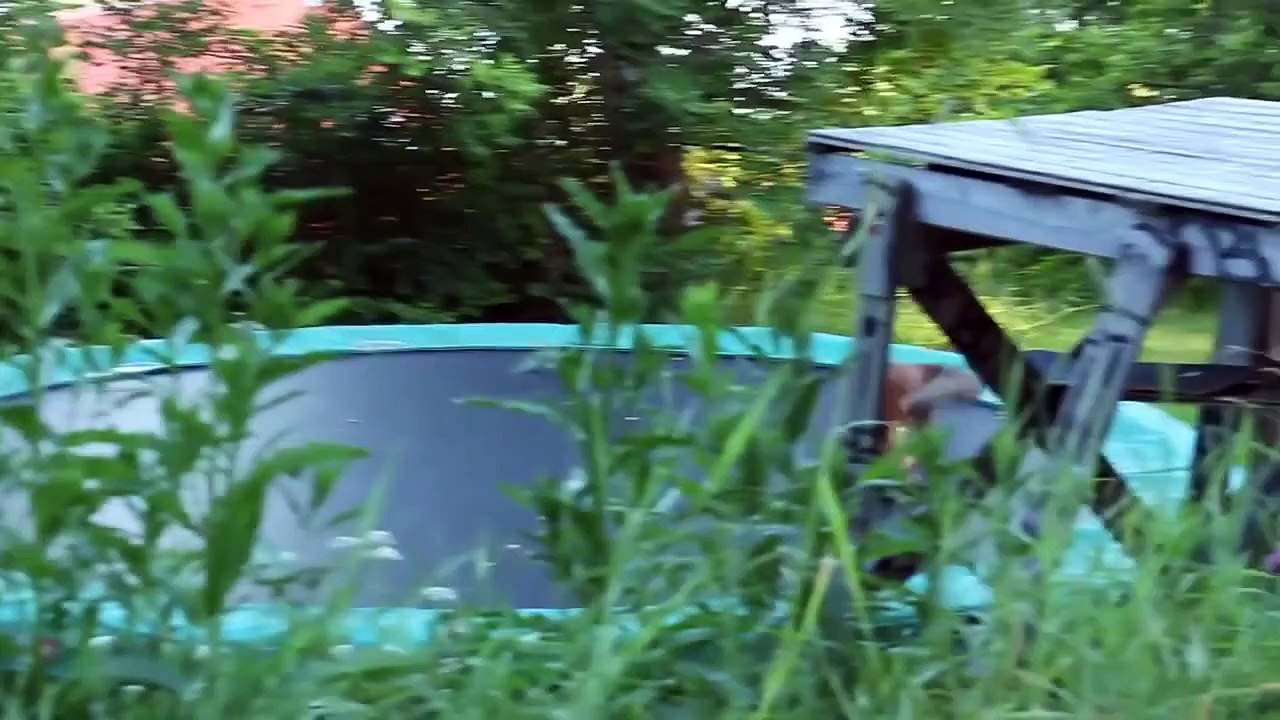 Wild fox jumping trampoline