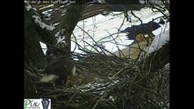 Male bald eagle catches fish at Pittsburgh Hays nest, 1/31/2014