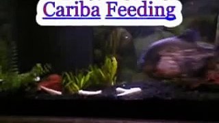 Caribe Eating Smelt