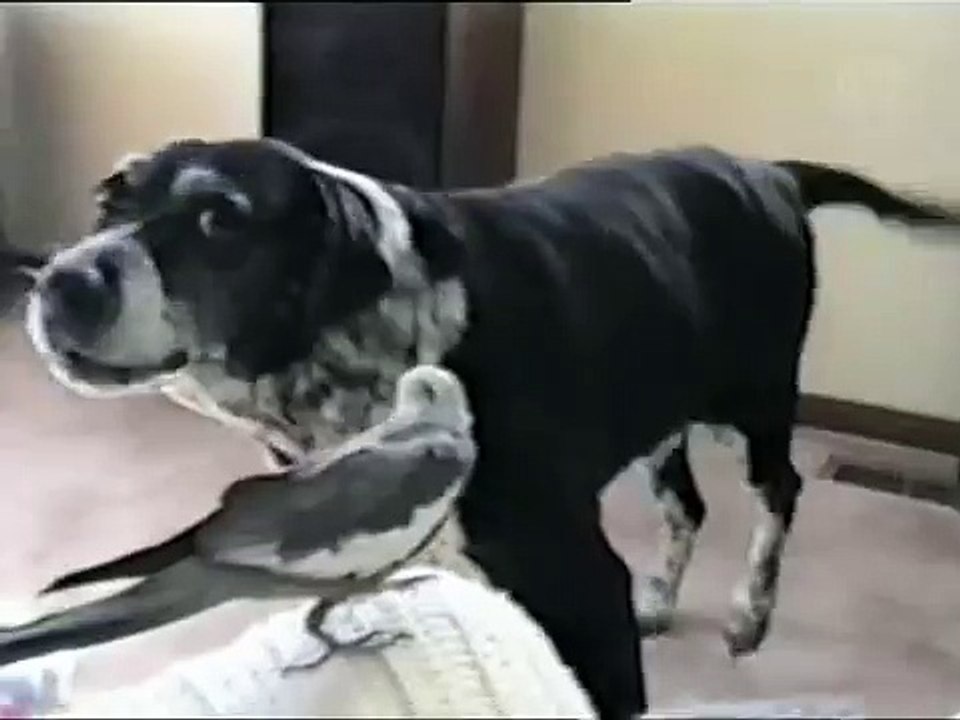 dog behaves strangly in front of the bird