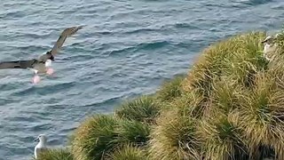 Grey-headed albatross landing