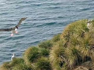 Grey-headed albatross landing