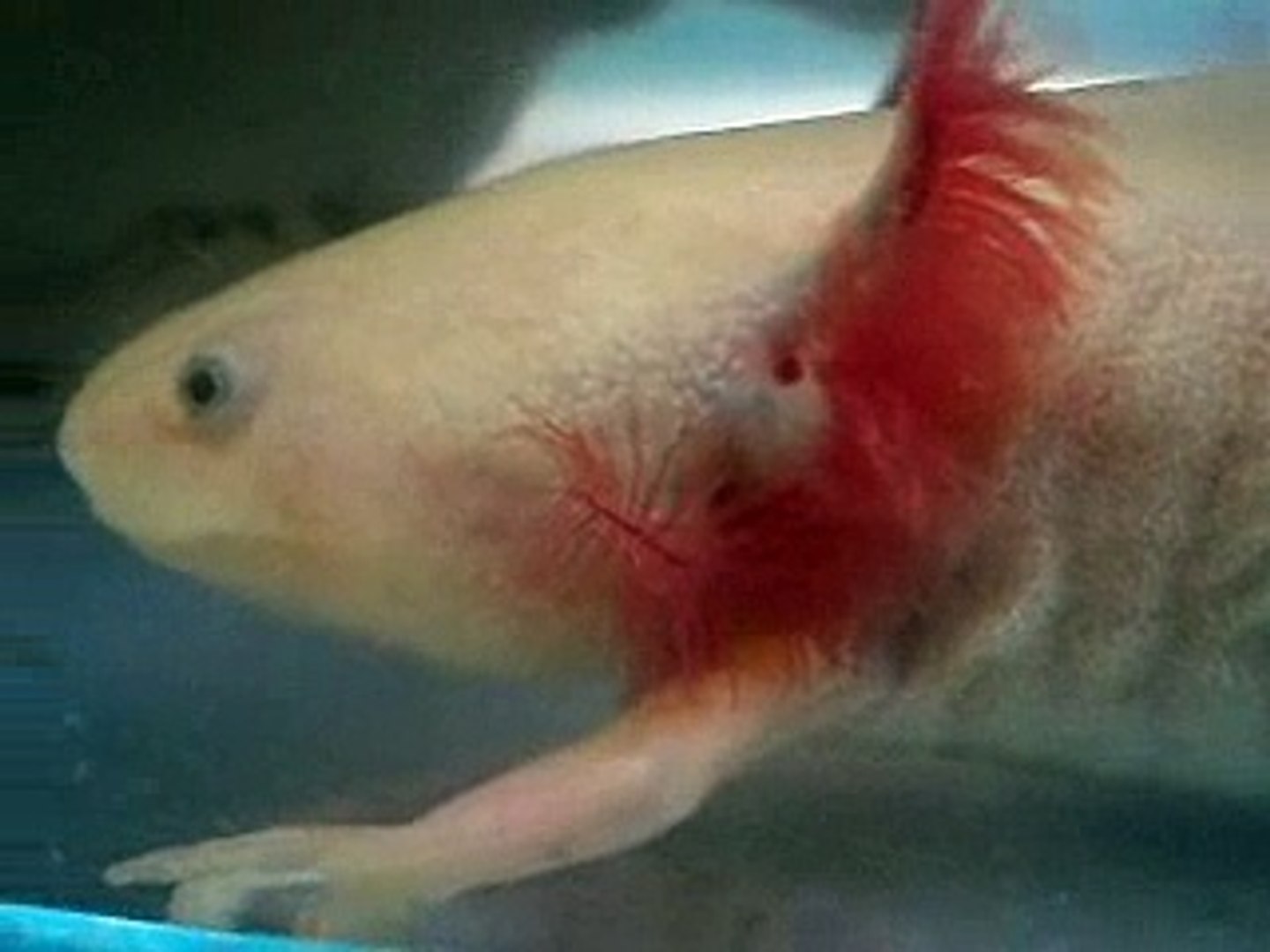 メダカvsウーパールーパー Video Dailymotion