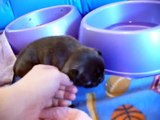 2 weeks and 3 days old French Bulldog puppy playing and peeing in her bed