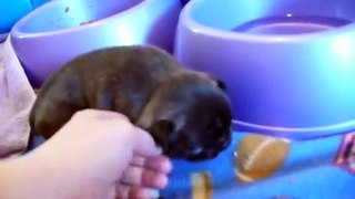 2 weeks and 3 days old French Bulldog puppy playing and peeing in her bed