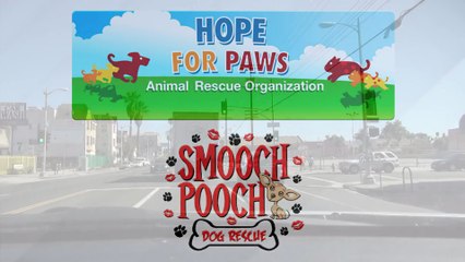 Homeless sick dog living under cars for 7 months - finally saved! Please share.