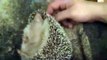 Our Cute Pets - Hedgehog